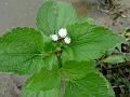 Goat Weed